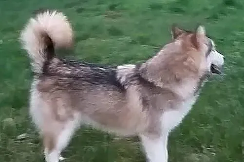 ALASKAN MALAMUTE suczka.