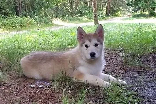 ALASKAN MALAMUTE suczka.