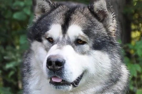 ALASKAN MALAMUTE suczka.