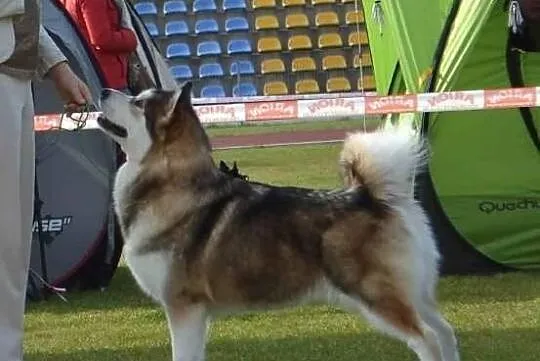 ALASKAN MALAMUTE suczka.