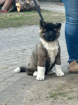 Akita Amerykańska suczki , szczenięta ............., , Krobia