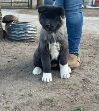Akita Amerykańska suczki , szczenięta .............