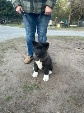 Akita Amerykańska suczki , szczenięta ............., , Krobia