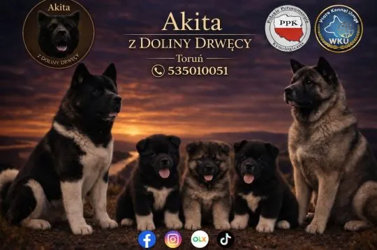 Akita Amerykańska suczki , szczenięta ............., , Krobia