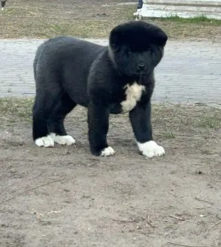 Akita Amerykańska suczki , szczenięta ............., , Krobia