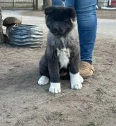 Akita Amerykańska suczki , szczenięta .............