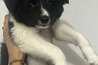 Szczenięta border collie, Pomorskie, Biała Góra