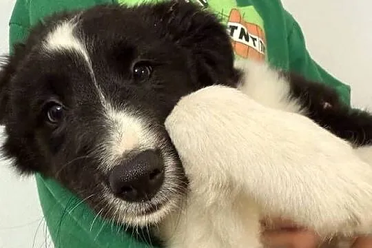 Szczenięta border collie, Pomorskie, Biała Góra