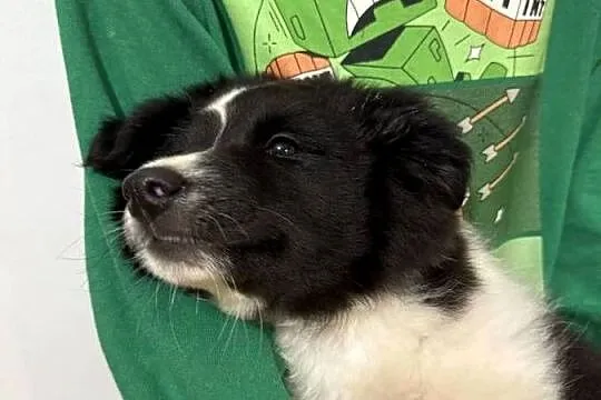 Szczenięta border collie, Pomorskie, Biała Góra