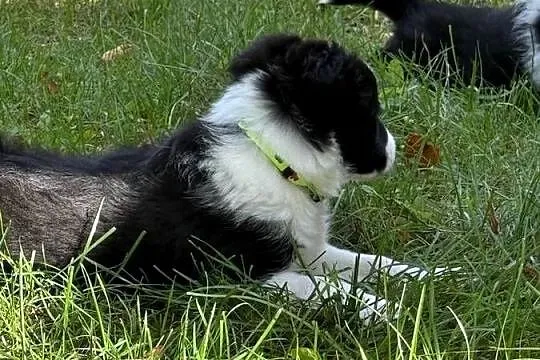 Szczenięta border collie, Pomorskie, Biała Góra