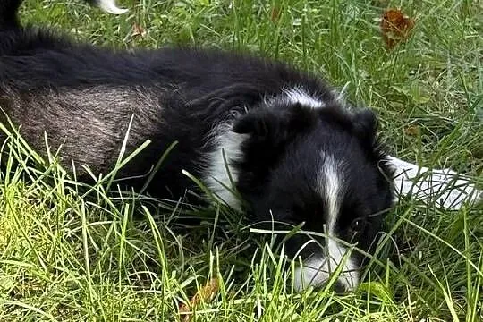Szczenięta border collie, Pomorskie, Biała Góra