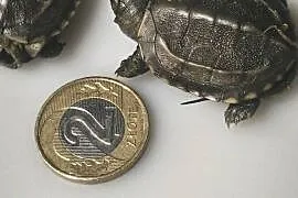 Żółw chiński jak I Inne odmiany żółwi wodno lądowych