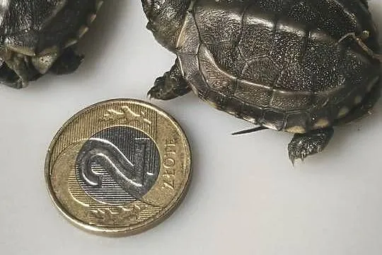 Żółw chiński jak I Inne odmiany żółwi wodno lądowych