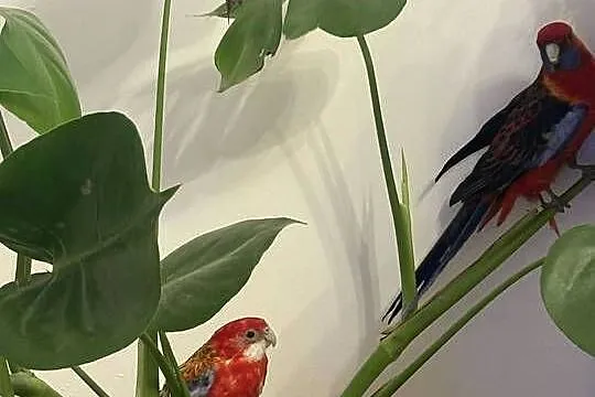 Rozella białolica rozella królewska, Śląskie, Sosnowiec