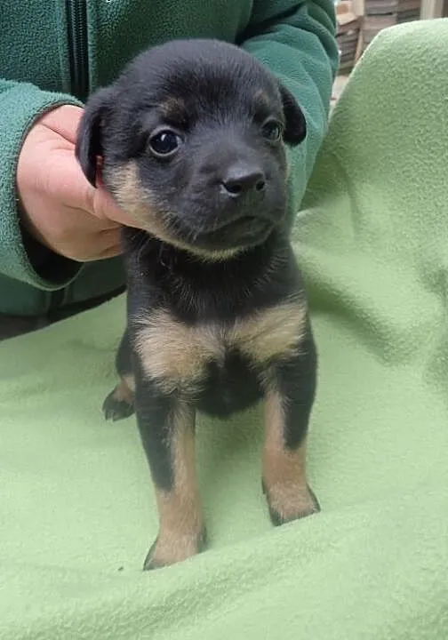 Bolek - szczeniak do adopcji , łódzkie Skierniewi