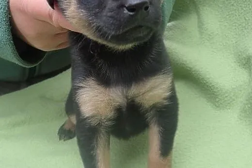 Bolek - szczeniak do adopcji ,  łódzkie Skierniewi