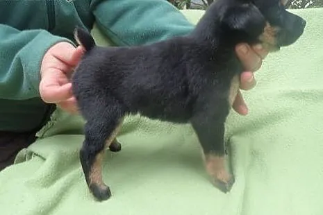 Bolek - szczeniak do adopcji ,  łódzkie Skierniewi