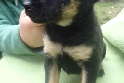 Bolek - szczeniak do adopcji ,  łódzkie Skierniewi