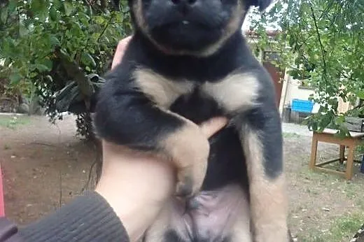 Bolek - szczeniak do adopcji ,  łódzkie Skierniewi