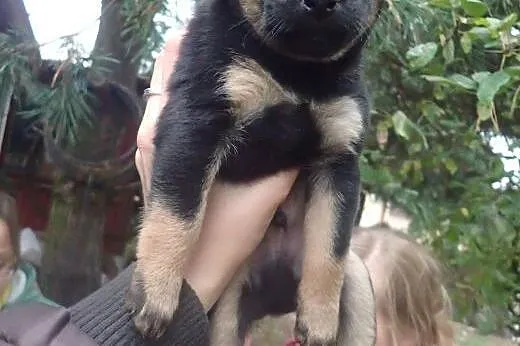 Bolek - szczeniak do adopcji ,  łódzkie Skierniewi