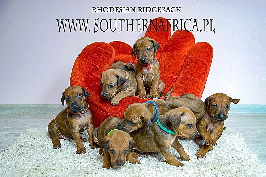 Rhodesian ridgeback szczenięta standard FCI - ZKwP gotowe do odbioru, Podkarpackie, Rzeszów