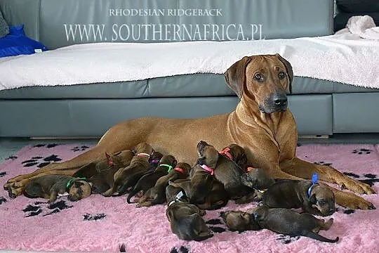 Rhodesian ridgeback szczenięta standard FCI - ZKwP gotowe do odbioru, Podkarpackie, Rzeszów