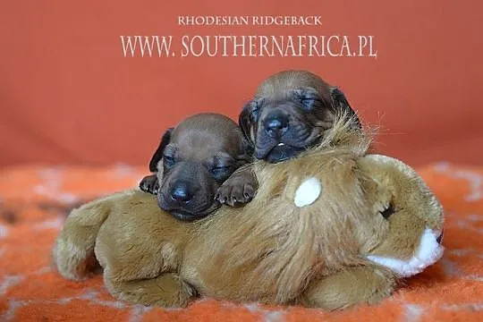 Rhodesian ridgeback szczenięta standard FCI - ZKwP gotowe do odbioru, Podkarpackie, Rzeszów
