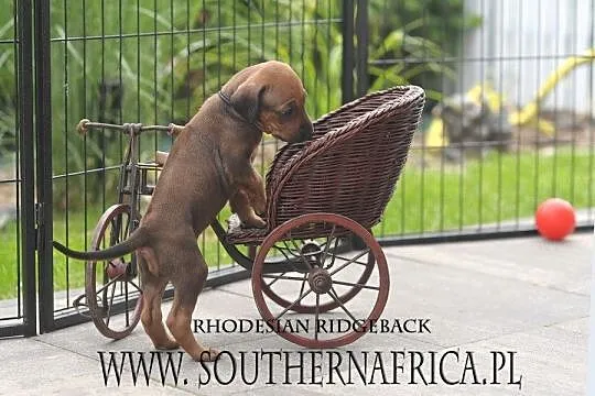 Rhodesian ridgeback szczenięta standard FCI - ZKwP gotowe do odbioru, Podkarpackie, Rzeszów