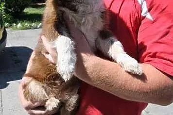 Kochana, dwuletnia suczka Mina czeka na adopcję w schronisku,  śląskie Katowice