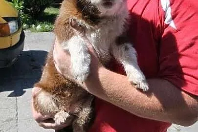 Kochana, dwuletnia suczka Mina czeka na adopcję w 