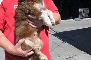 Kochana, dwuletnia suczka Mina czeka na adopcję w 