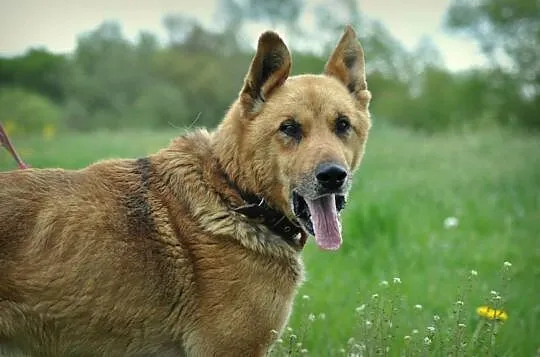 Owczarek Rex do szczęścia potrzebuje tylko Ciebie,