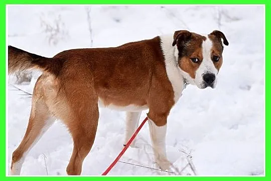 30kg,mocnej budowy,towarzyski,przyjacielski,łagodny pies BANAN_Adopcja