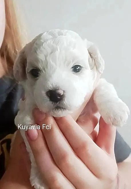 Szczeniaki Bichon Frise Fci ZKwP, Kujawsko-pomorskie, Tuchola