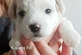 Szczeniaki Bichon Frise Fci ZKwP