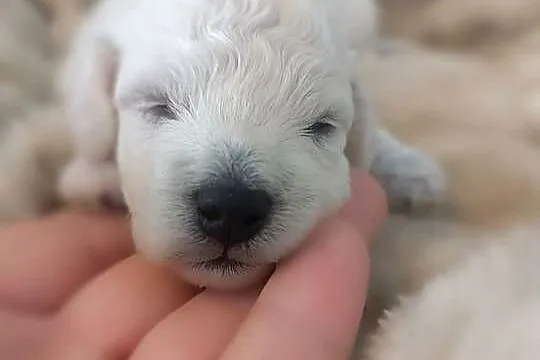Szczeniaki Bichon Frise Fci ZKwP, Kujawsko-pomorskie, Tuchola