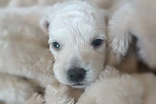 Szczeniaki Bichon Frise Fci ZKwP, Kujawsko-pomorskie, Tuchola