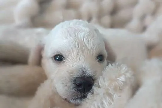 Szczeniaki Bichon Frise Fci ZKwP, Kujawsko-pomorskie, Tuchola
