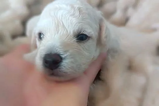 Szczeniaki Bichon Frise Fci ZKwP, Kujawsko-pomorskie, Tuchola