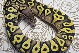 Wąż pyton królewski, python regius samica