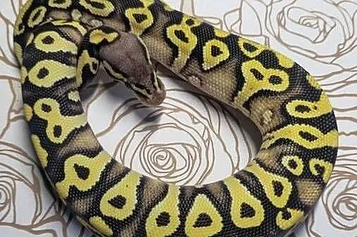 Wąż pyton królewski, python regius samica, Dolnośląskie, Wrocław