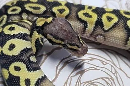 Wąż pyton królewski, python regius samica, Dolnośląskie, Wrocław