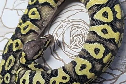 Wąż pyton królewski, python regius samica, Dolnośląskie, Wrocław