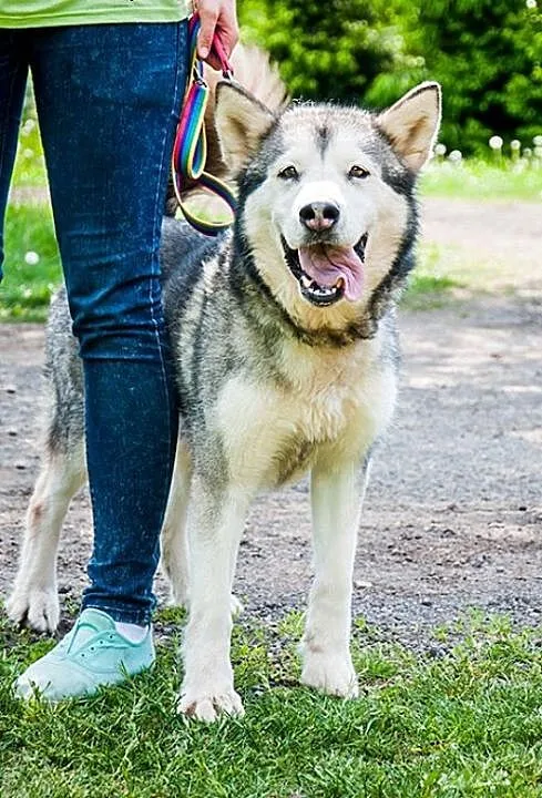 Luka przyjacielska suczka alaskan malamute ADOPCJA