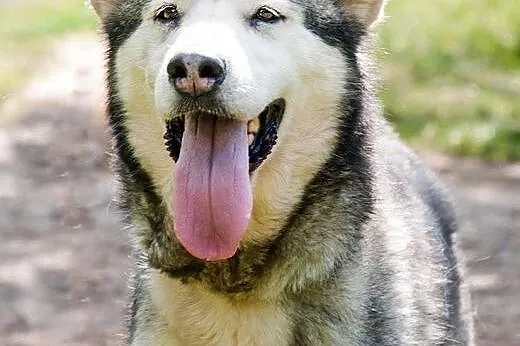 Luka przyjacielska suczka alaskan malamute ADOPCJA