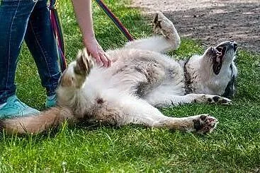 Luka przyjacielska suczka alaskan malamute ADOPCJA