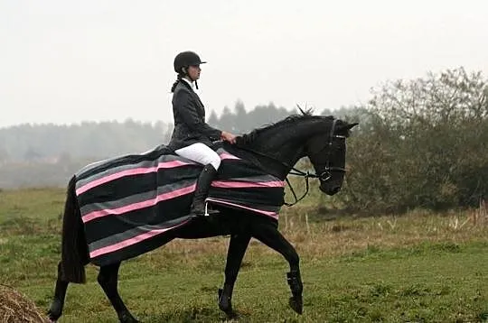 Sprzedam klacz konia