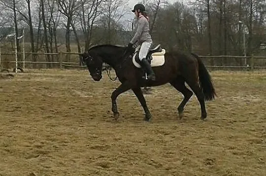 Sprzedam klacz konia
