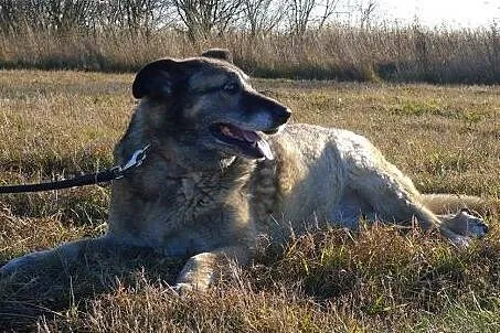 Niezwykle łagodna i przytulaśna srebrzysta wilczur