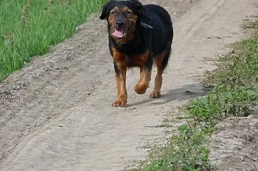Piękny Kajtek, idealny pies do aktywnego życia,  K